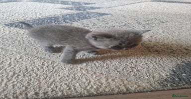 British Shorthair cats - Advert 15