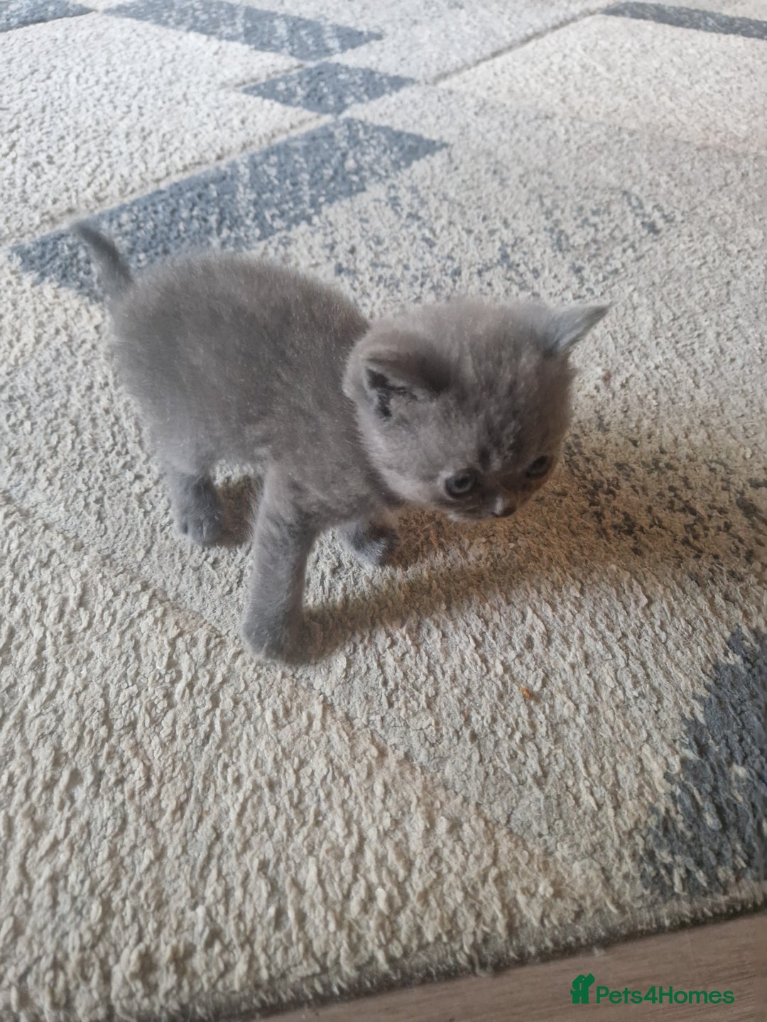 British Shorthair cats for sale: Beutiful British shorthair kittens  - Image 3