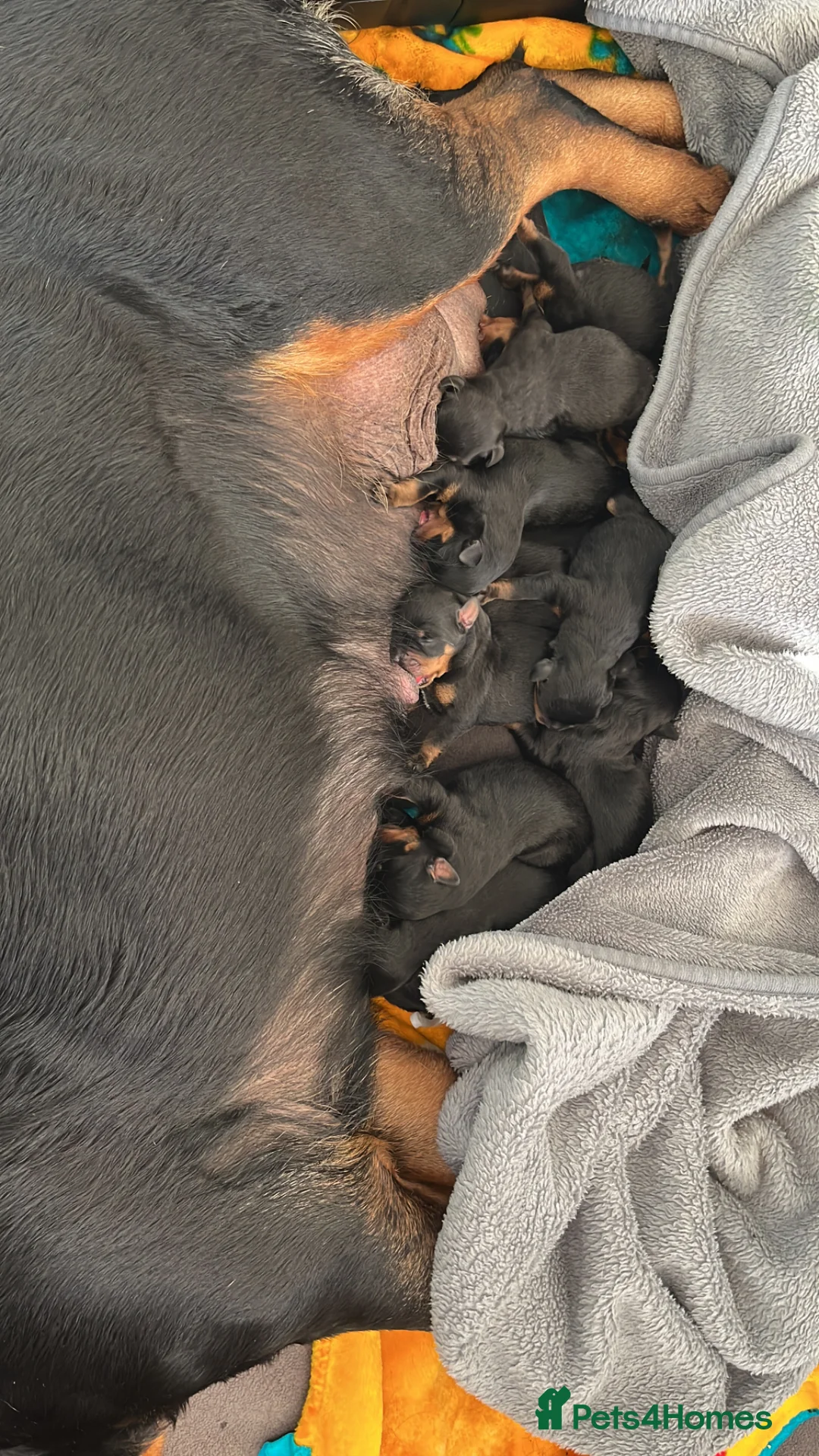 Rottweiler dogs for sale: Elite German bloodline litter - Advert 2