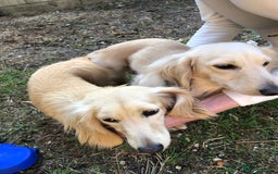 Miniature Dachshund dogs for stud: Long Haired Cream Stud - Image 4