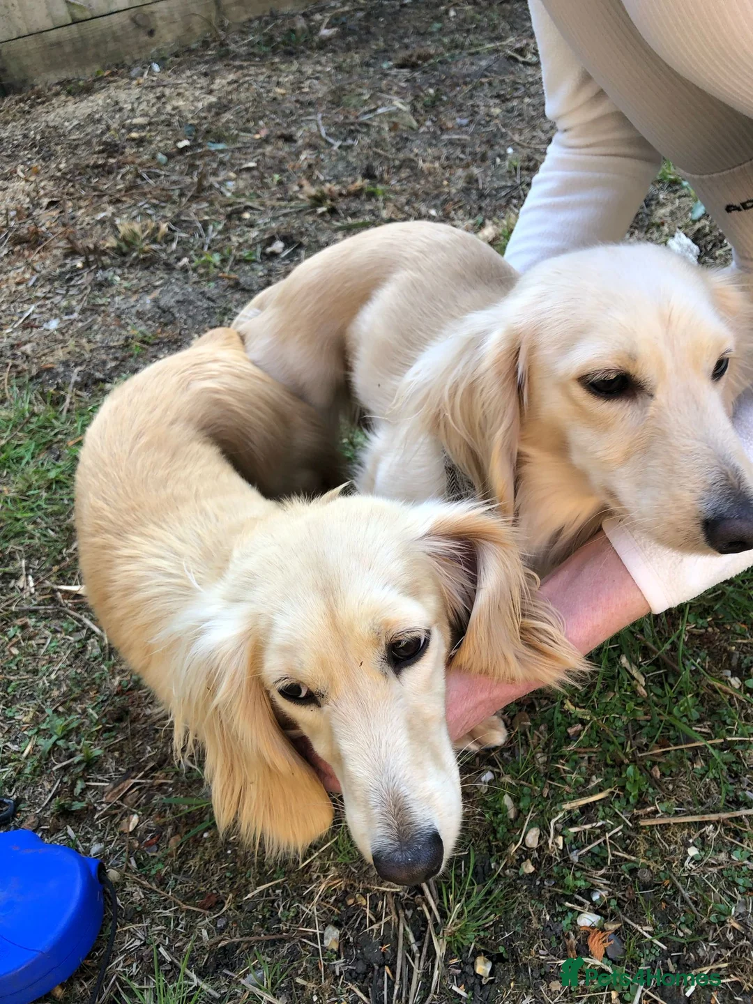 Miniature Dachshund dogs for stud: Long Haired Cream Stud - Advert 4