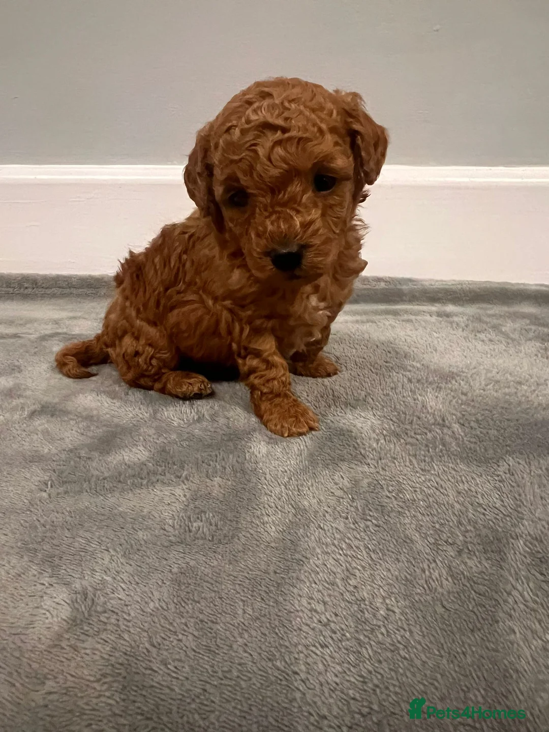 Mixed Breed dogs for sale: 🐩Asian Line Poodles-Fox Red, Apricot 🐩  - Advert 9