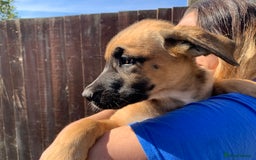 Mixed Breed dogs for sale: Cane corso X Alaskan malamute surprise litter  - Image 15