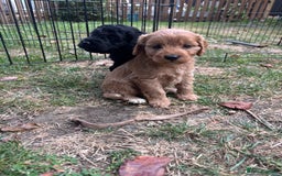 Cockapoo dogs for sale: Cockapoo puppies F1B - Image 18