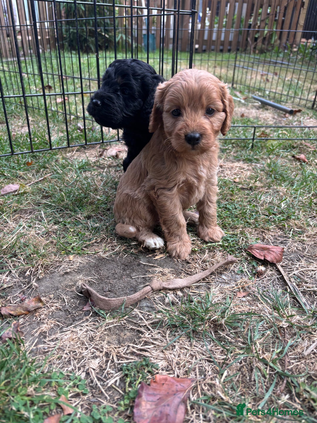 Cockapoo dogs for sale: Cockapoo puppies F1B - Image 18