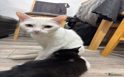 British Shorthair cats for sale: Kitten for sale . - Image 9
