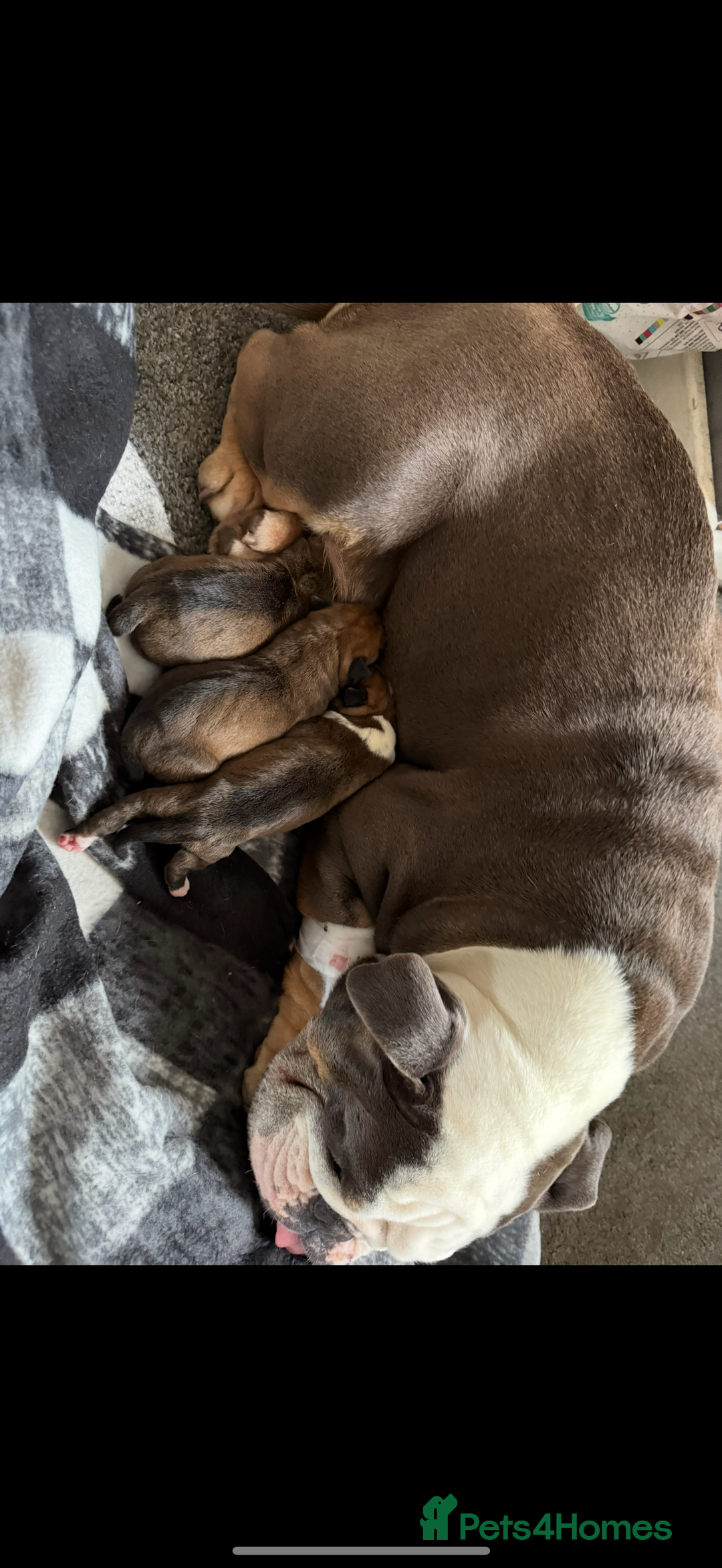 Mixed Breed dogs for sale: English bulldog x staff  - Advert 10