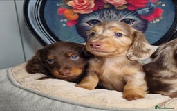 Miniature Dachshund dogs for sale: KC PRA clear Miniature dachshund puppies  - Image 1