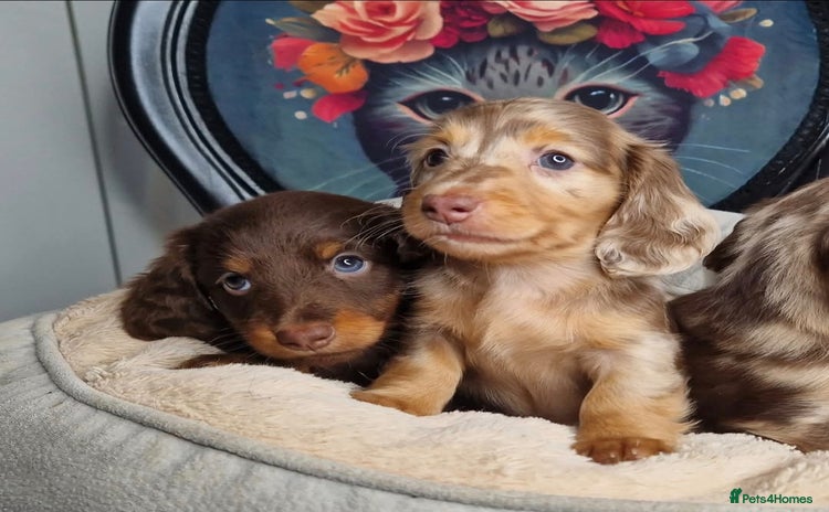 Miniature Dachshund dogs - Advert 13
