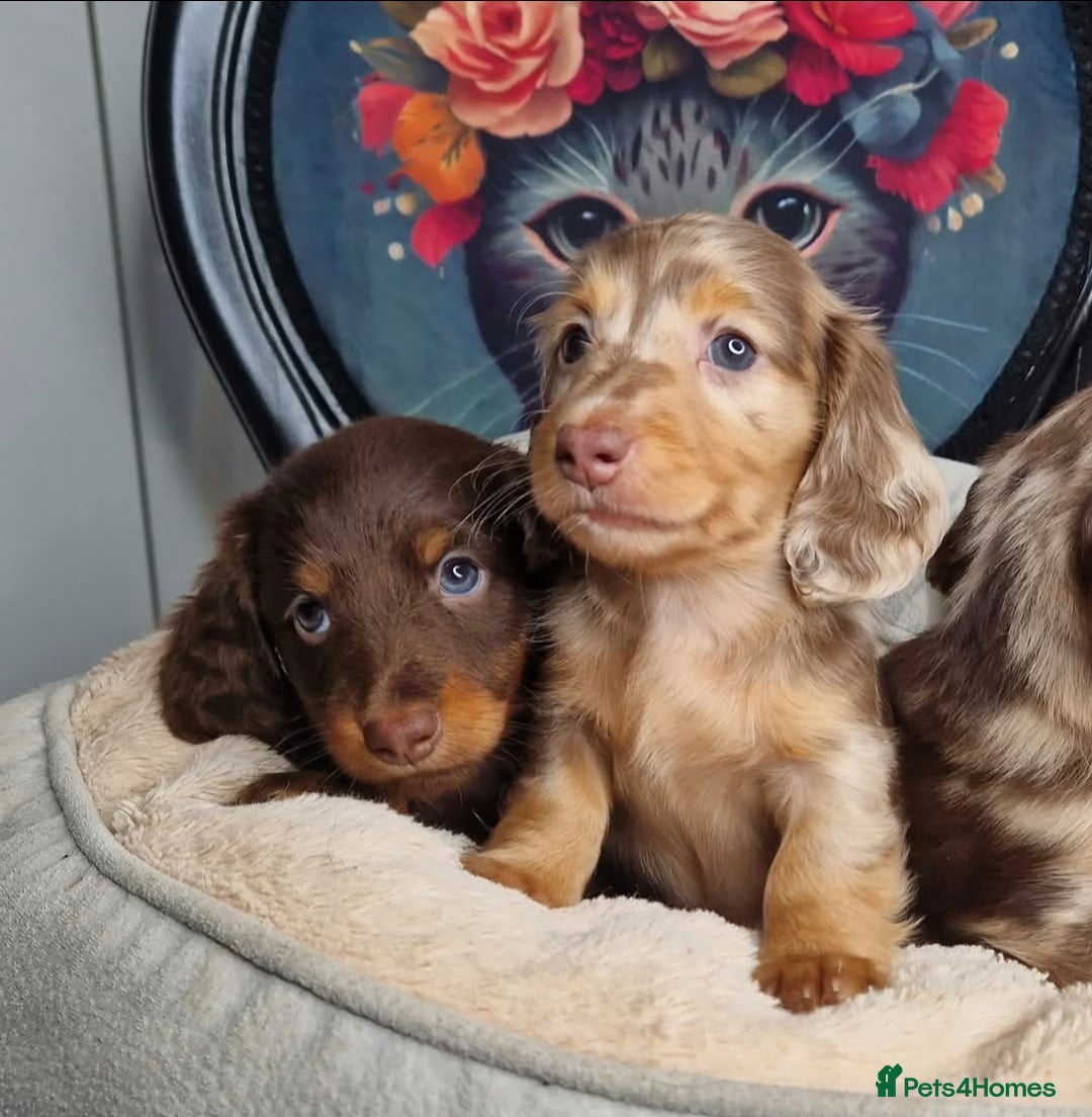 Miniature Dachshund dogs for sale: KC PRA clear Miniature dachshund puppies  - Image 1