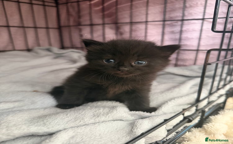 Mixed Breed cats 1 FLUFFY FEMALE READY TO LEAVE NOW - Advert 12