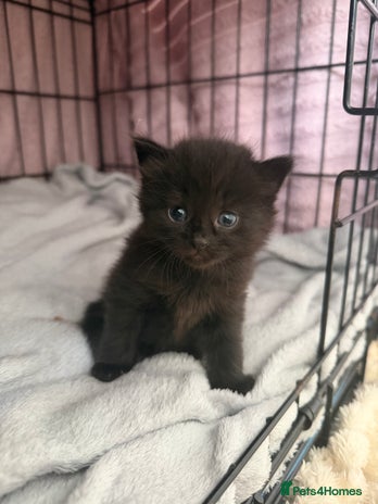 Mixed Breed cats 1 FLUFFY FEMALE READY TO LEAVE NOW - Advert 12