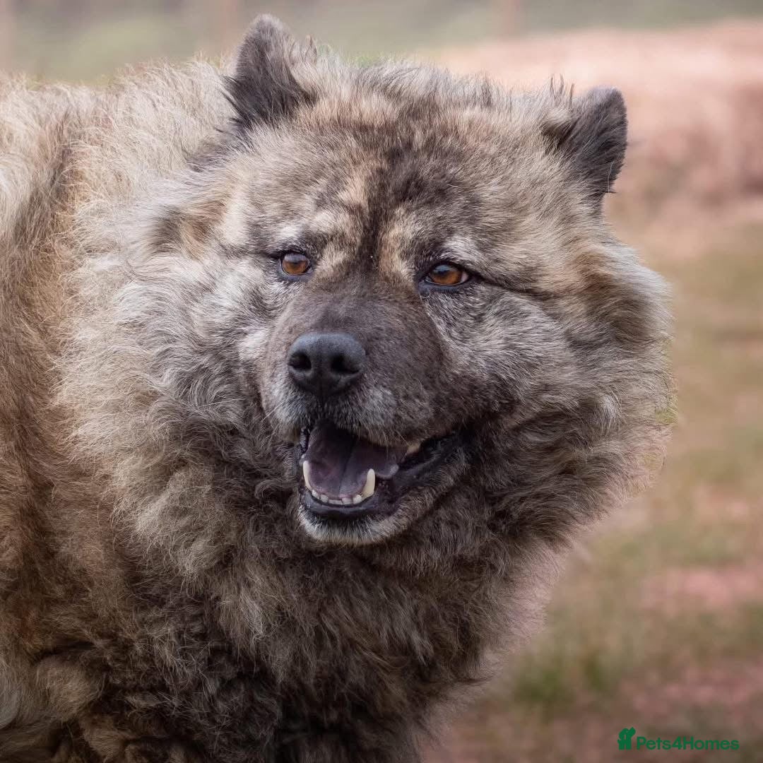 Mixed Breed dogs for adoption: Luna Chow - the people's princess 💜 in Kidderminster - Advert 11