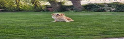 Mini Goldendoodle dogs for sale: Absolutely stunning red   F1 doodles  - Advert 2
