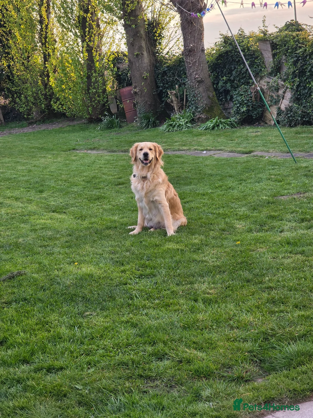 Mini Goldendoodle dogs for sale: Absolutely stunning red   F1 doodles  - Advert 2