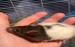 Rat rodents for sale: Rat pups  - Image 7