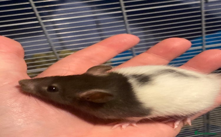 Rat rodents - Advert 1