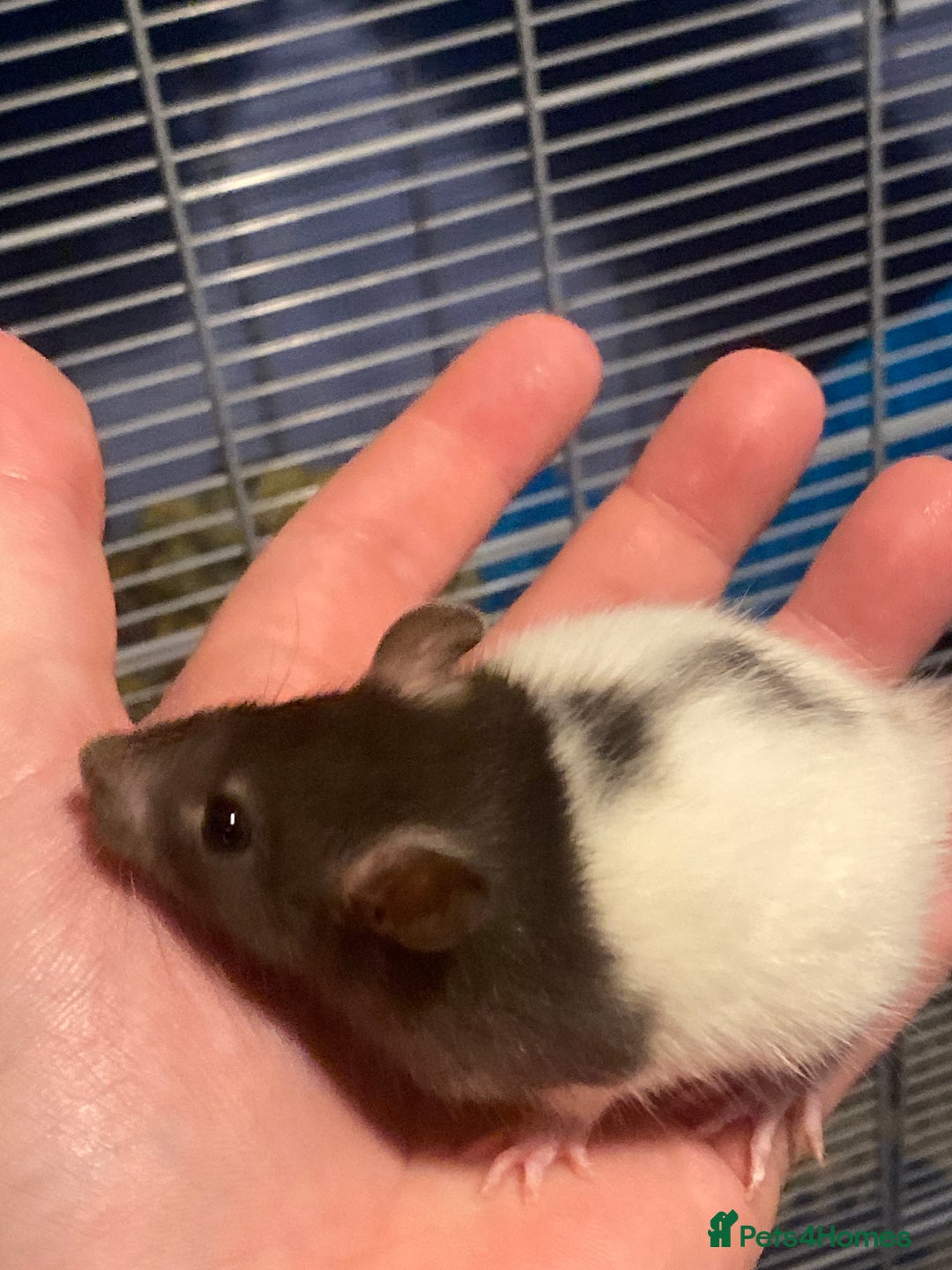 Rat rodents for sale: Rat pups  - Image 7