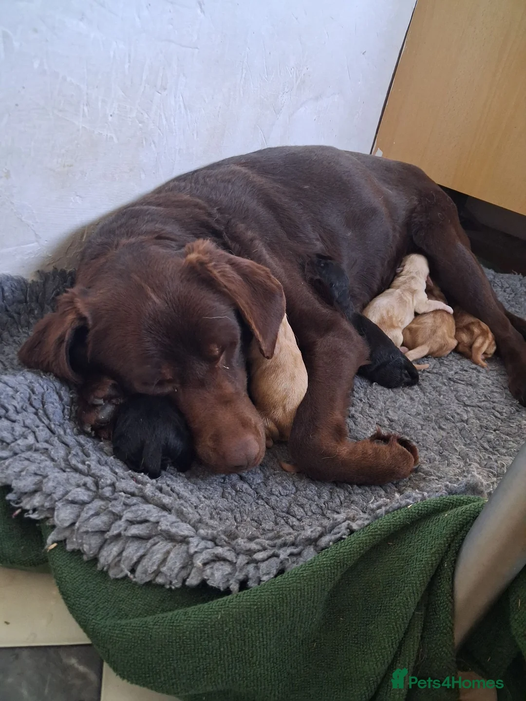 Labrador Retriever dogs for sale: Labrador Pups in Pontypool - Advert 1
