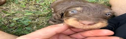 Dachshund dogs for sale: KC Regestered Teckel puppies in Cardiff - Advert 6