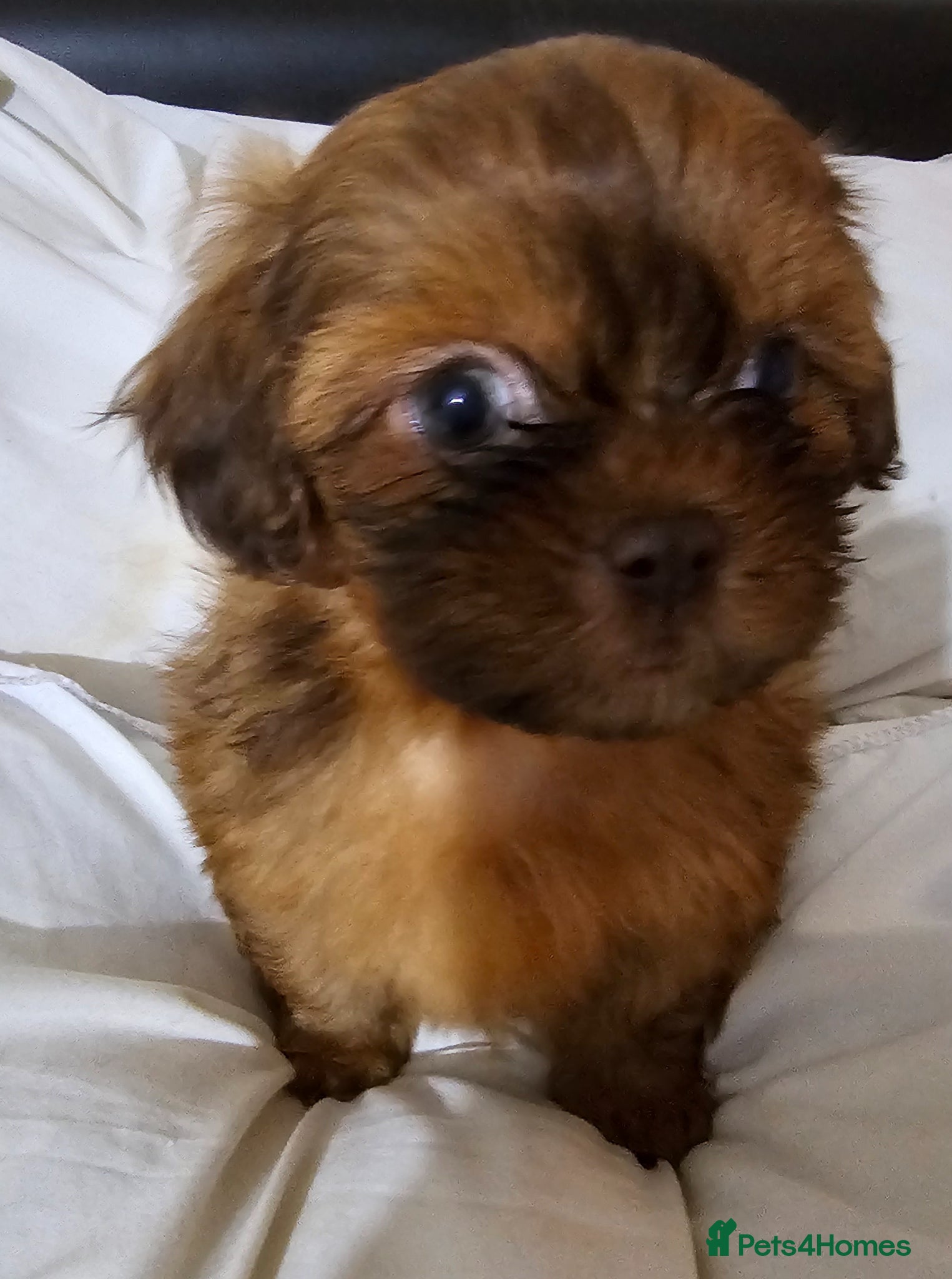 Shih Tzu dogs Choc Liver Shih Tzu puppies - Advert 1