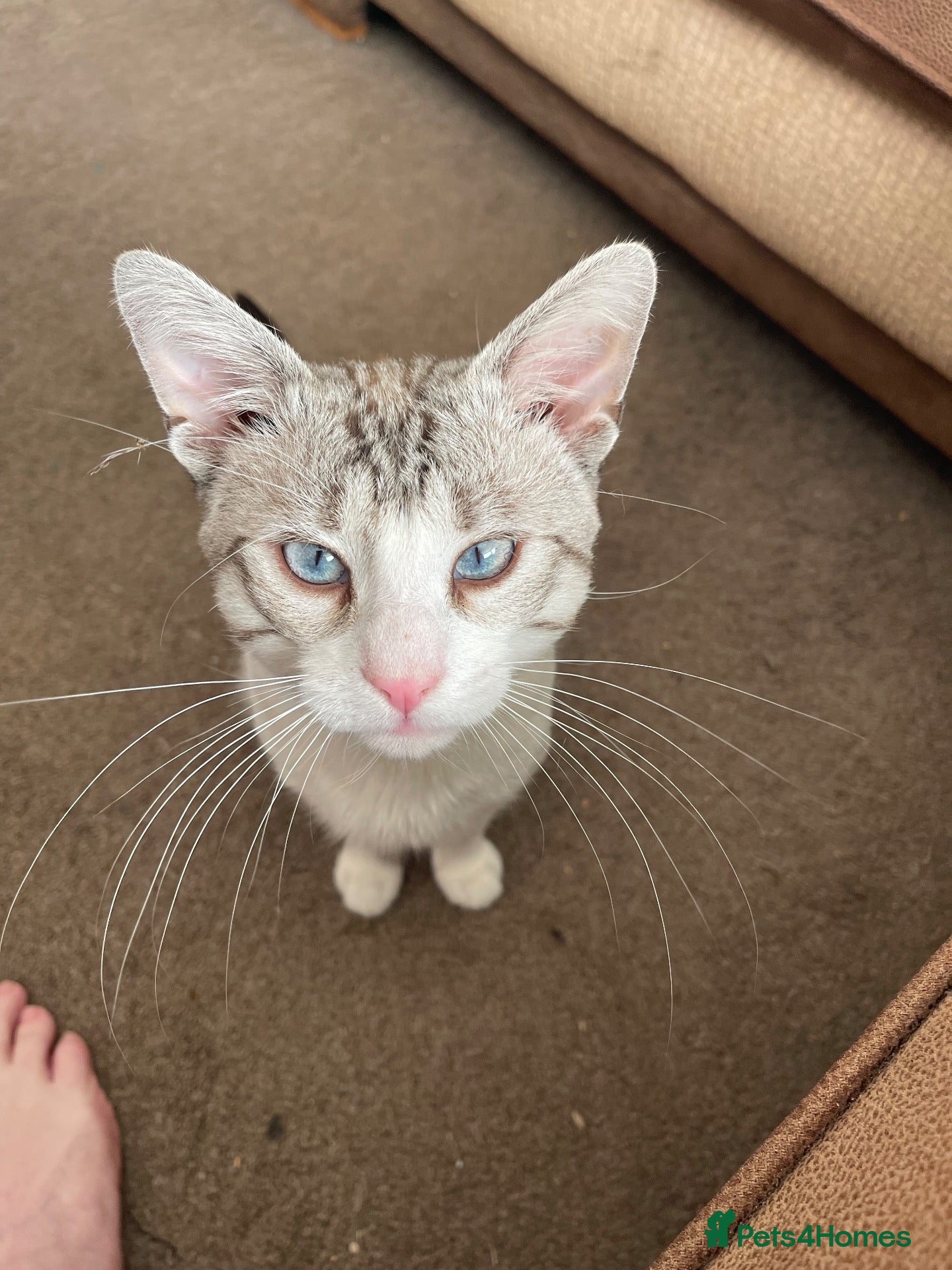 Mixed Breed cats Kitten for sale - Advert 9