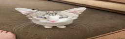 Mixed Breed cats for sale: Kitten for sale in Bristol - Advert 1