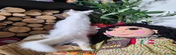 Maine Coon cats for sale: XXL Russian Mainecoon Kittens! 2 left now ready go - Advert 12