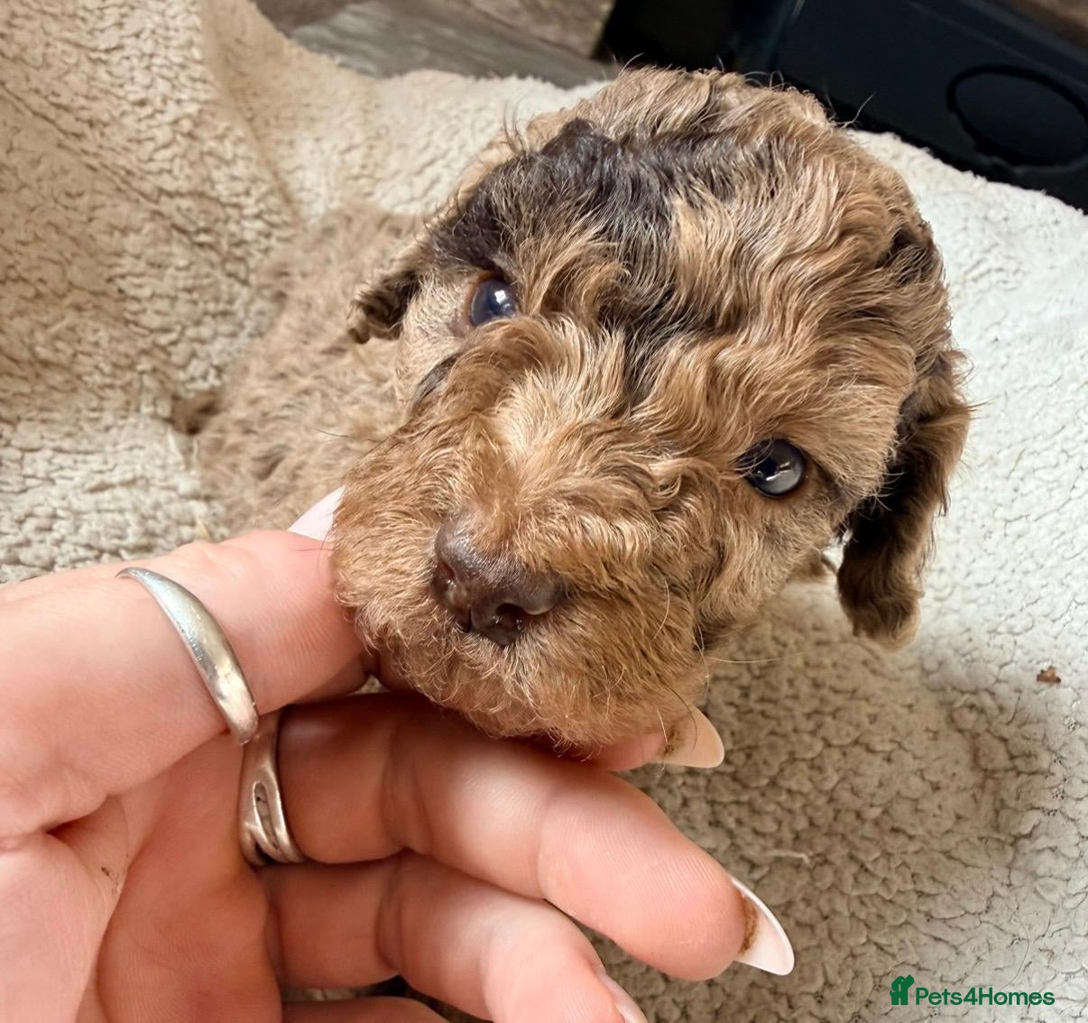 Miniature Poodle dogs 5 Gorgeous Minature poodle puppies - Advert 5