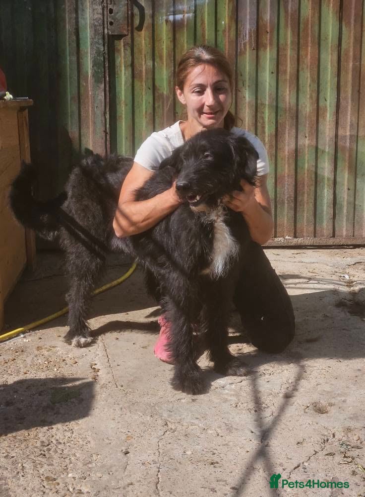 Mixed Breed dogs MIRANDA - Advert 1