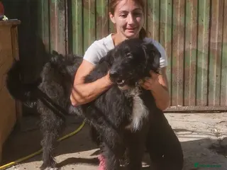 Mixed Breed dogs MIRANDA - Advert 1
