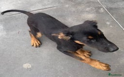 Mixed Breed dogs for adoption: Amelia, 8 months old, Available for adoption. - Advert 5