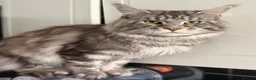 Maine Coon cats for sale: Stunning active male Maine coon  - Advert 6