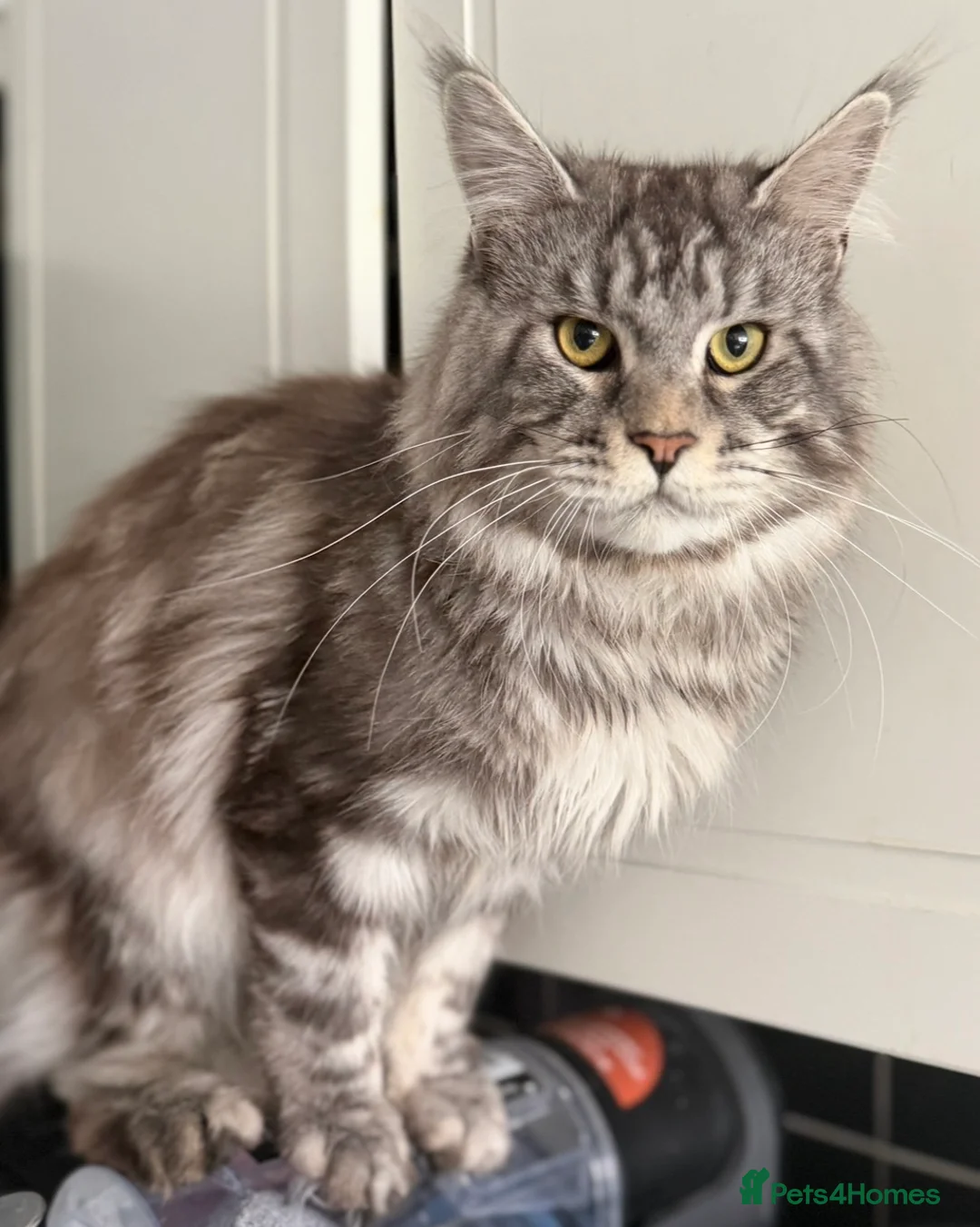 Maine Coon cats for sale: Stunning active male Maine coon  - Advert 6