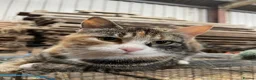 Mixed Breed cats for sale: Gorgeous kittens for sale  - Advert 3