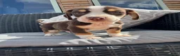 Mixed Breed dogs for sale: CHI SPANIEL PUPPIES READY 5th SEP - Advert 11
