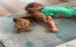 Toy Poodle dogs for sale: Pocket-Sized Love&Personality: Meet Our Toy Poodle - Image 5