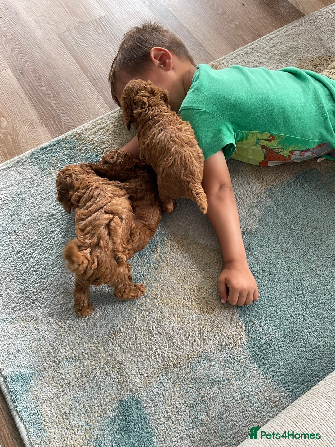 Toy Poodle dogs for sale: Pocket-Sized Love&Personality: Meet Our Toy Poodle - Image 5