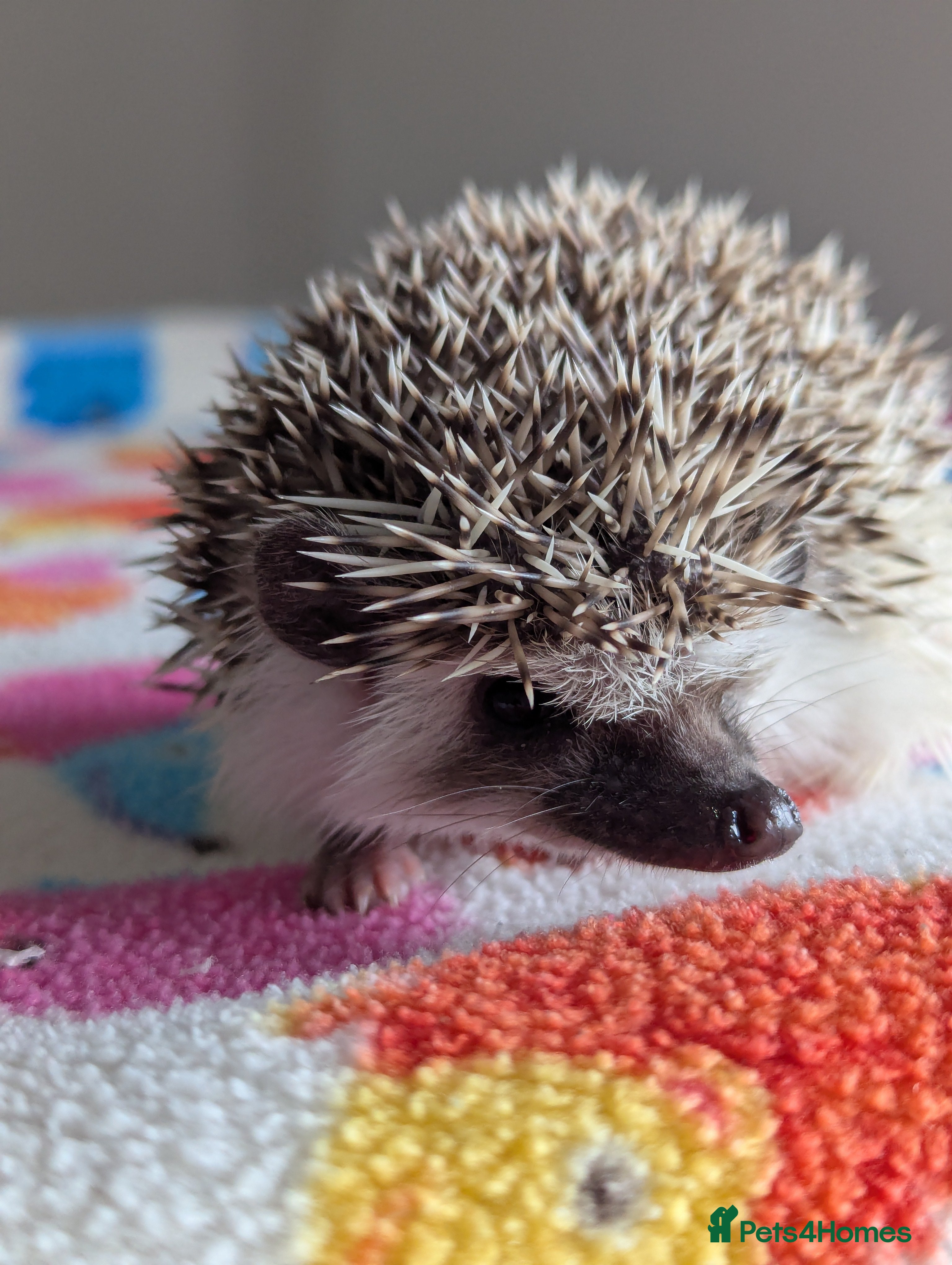 Pygmy Hedgehog rodents Beautiful Baby Hoglets Ready Now/Reserve  - Advert 2
