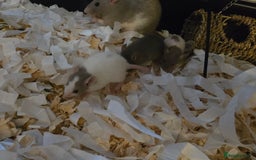 Rat rodents for sale: 5 girls and 3 boys available  - Image 6