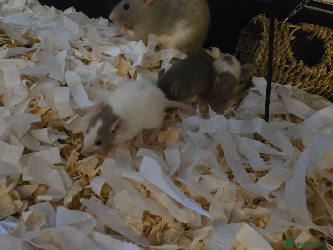 Rat rodents for sale: 5 girls and 3 boys available  - Image 6