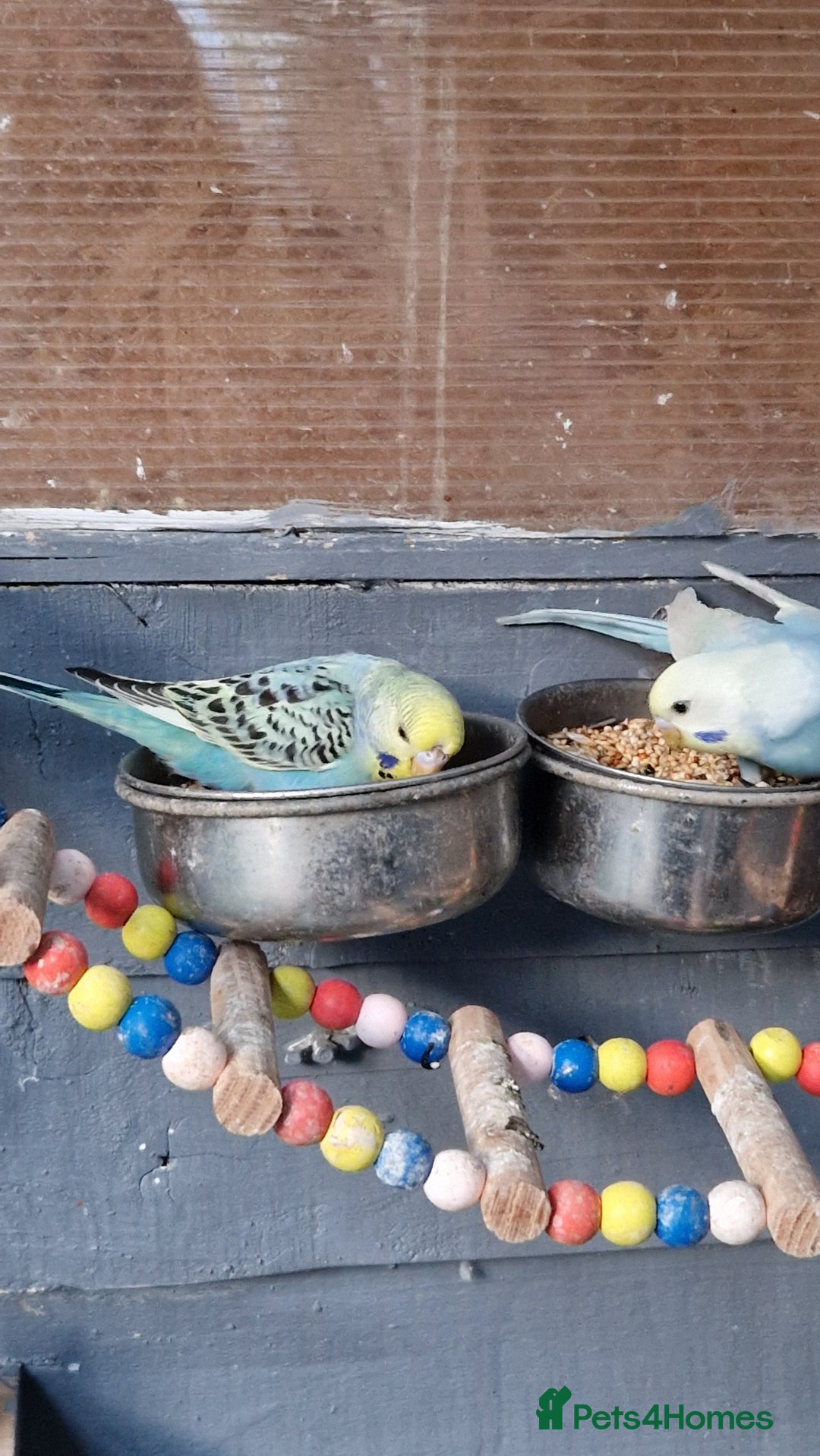 Budgerigars birds for sale: 3x baby budgie reseve only til 13th oct. From £45 - Image 13
