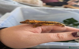 Gecko reptiles for sale: 3 gekos  - Image 1