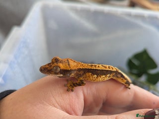 Gecko reptiles 3 gekos - Advert 6