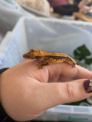 Gecko reptiles - Advert 8