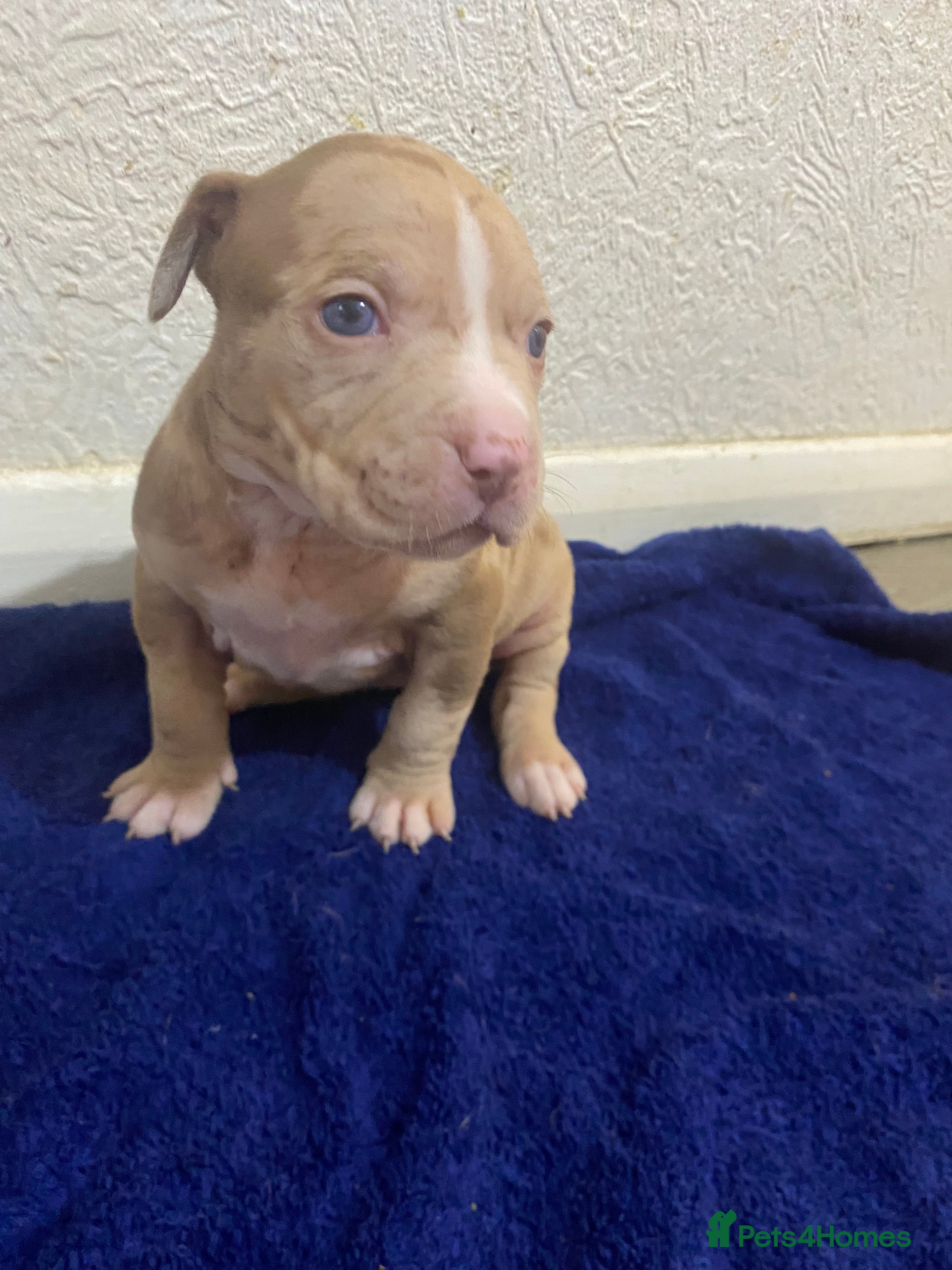 Mixed Breed dogs Staff puppies - Advert 1