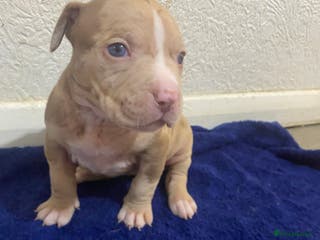 Mixed Breed dogs Staff puppies - Advert 1