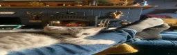 Exotic cats for sale: Beautiful exotic kittens  - Advert 5