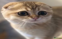 Scottish Fold cats for sale: Beautiful Gold chinchilla girl - Image 7