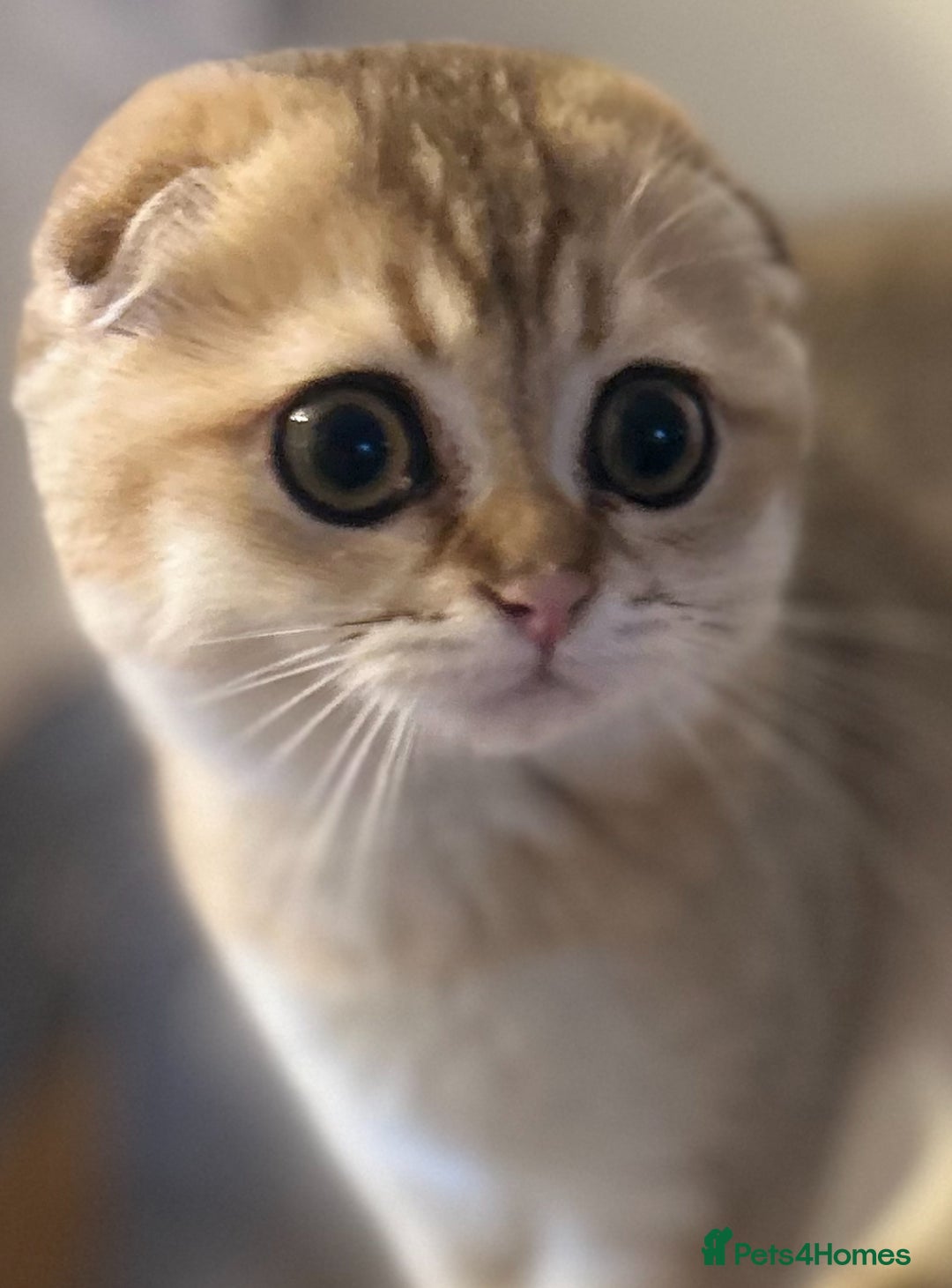 Scottish Fold cats for sale: Beautiful Gold chinchilla girl - Image 7